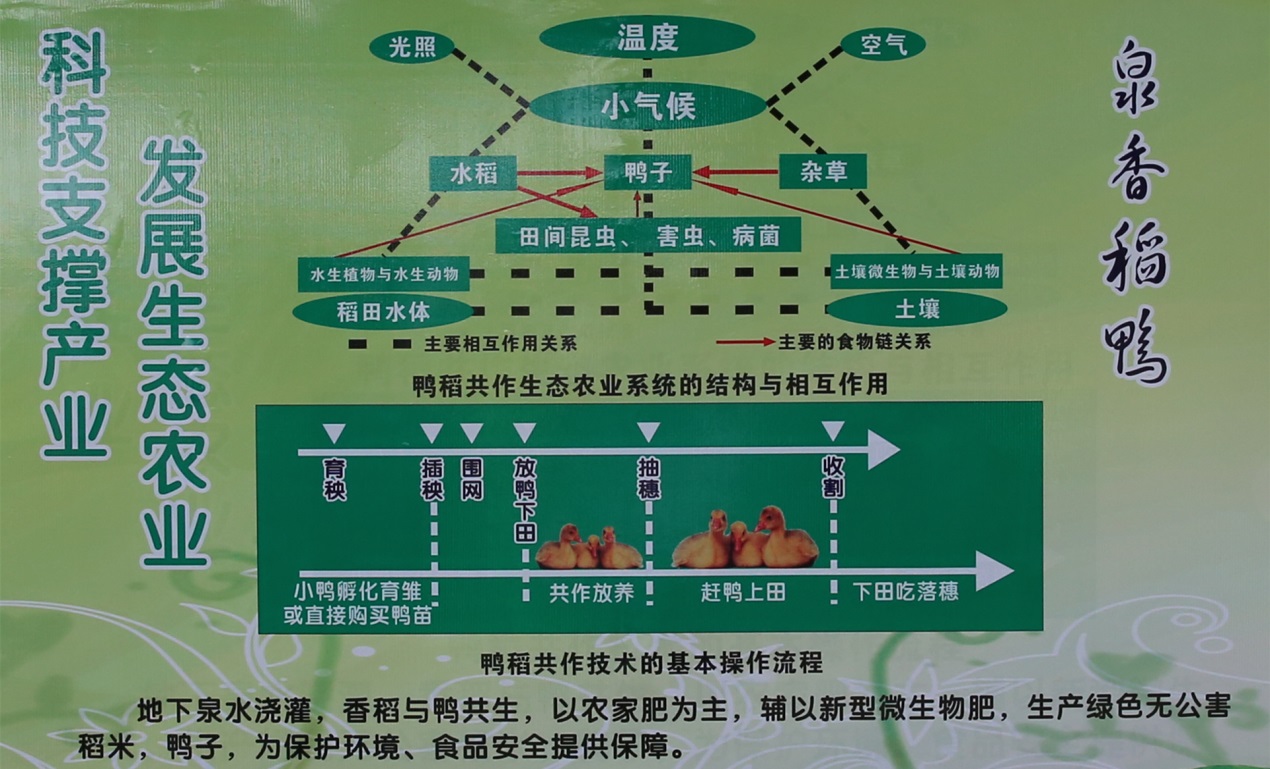 1495510449235293.jpg