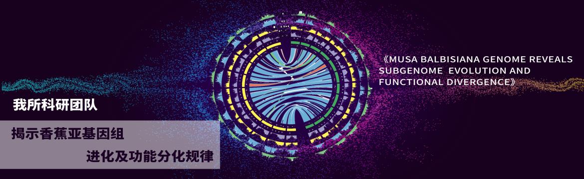 香蕉A、B基因组特征比较