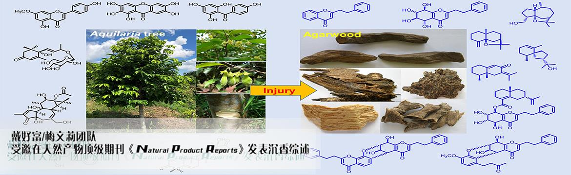 沉香综述