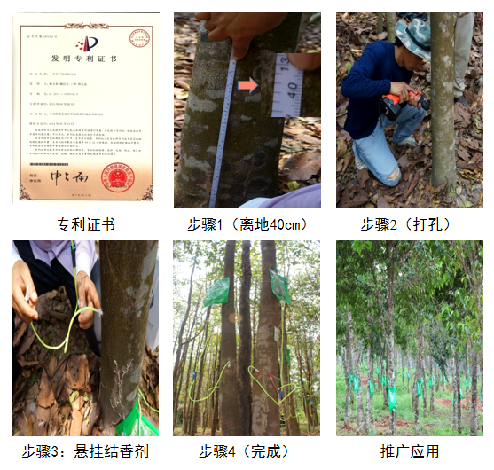 沉香整树结香技术