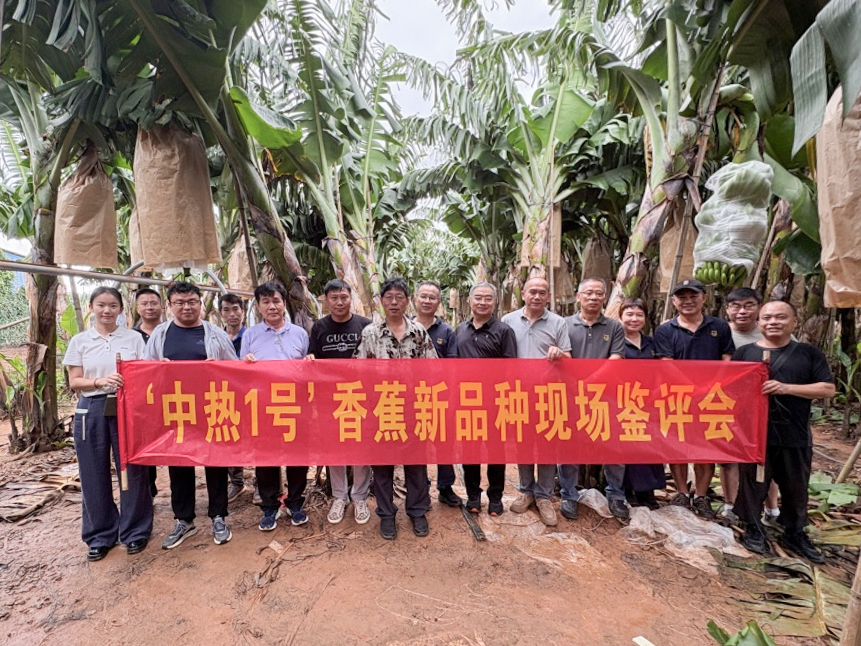  ‘中热1号’香蕉新品种现场鉴评会在儋州召开